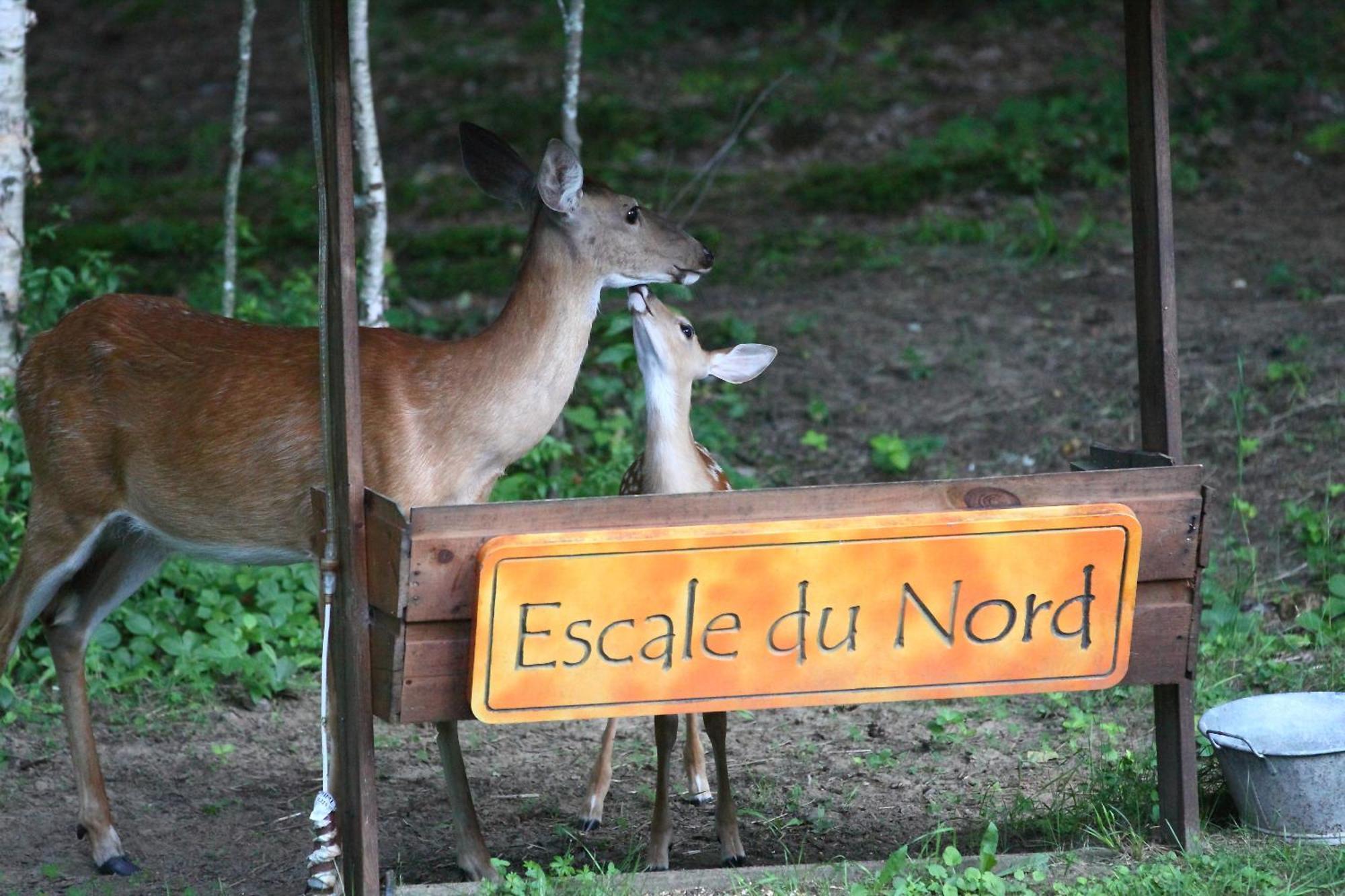 Escale Du Nord Bed & Breakfast Mont-Tremblant Luaran gambar
